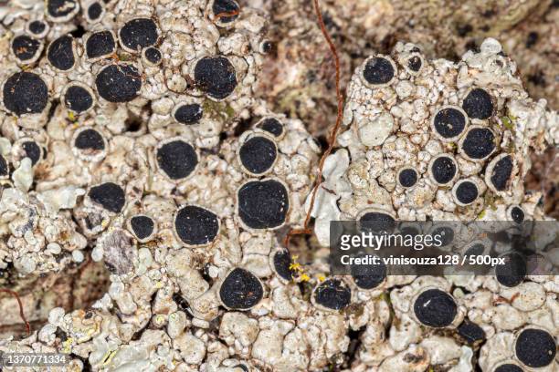 common lichen texture,full frame shot of rocks - physcia stock pictures, royalty-free photos & images