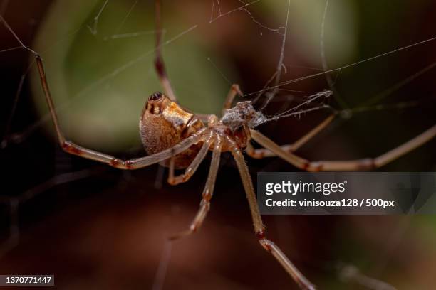 female brown widow,close-up of spider on web - brown recluse spider stockfoto's en -beelden