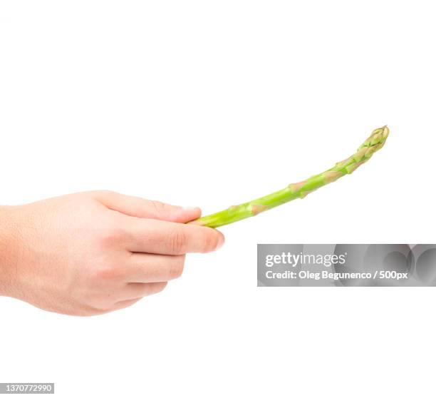 hand holding fresh asparagus,cropped hand holding vegetable against white background,moldova - speer stockfoto's en -beelden