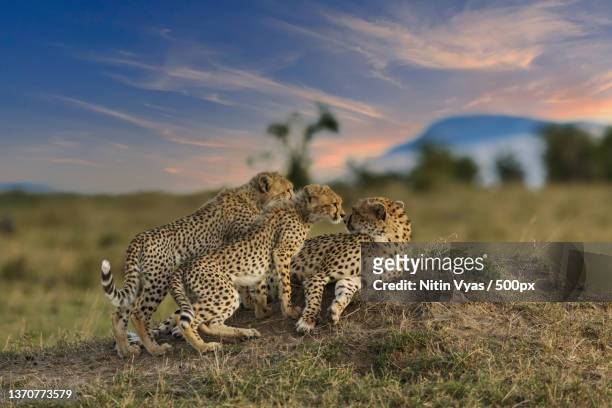 moms pride,two cheetahs in south africa,maasai mara,kenya - 絶滅危惧種 ストックフォトと画像