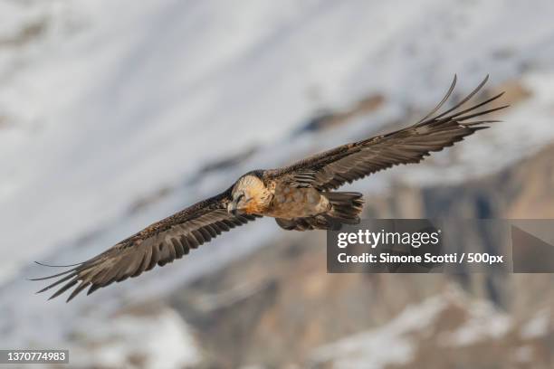 gypaetus barbatus,close-up of eagle flying over snowcapped mountain,valsavarenche,aosta,italy - scavenging stock-fotos und bilder