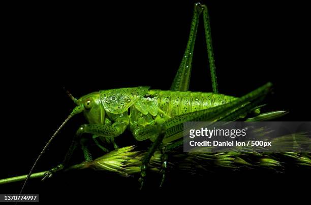 grasshopper,close-up of green insect on green background - grasshopper stock pictures, royalty-free photos & images