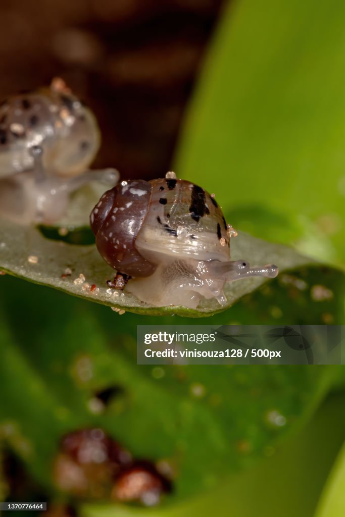 African Giant Snail,Close-up of frog on leaf