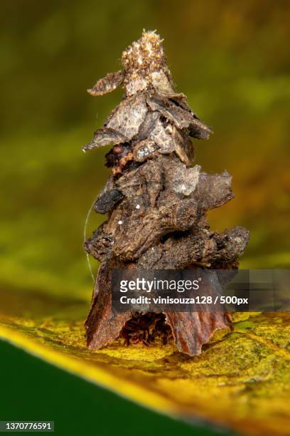 small bagworm moth,close-up of dry leaves on tree - bagworm moth 個照片及圖片檔