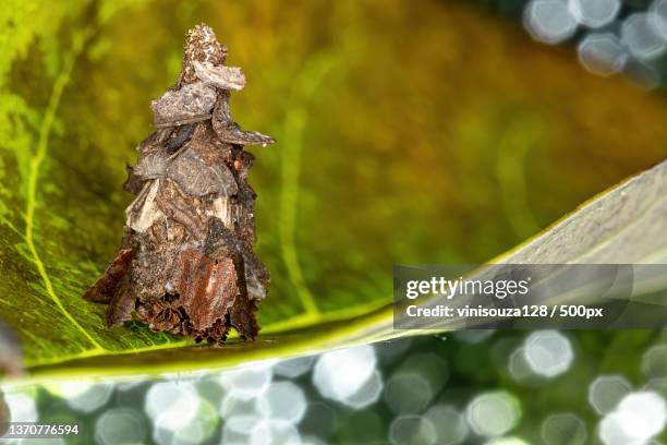 small bagworm moth,close-up of frog on leaf - bagworm moth 個照片及圖片檔