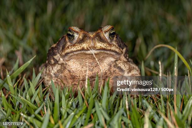adult cururu toad,close-up of frog on grass - giant frog stock pictures, royalty-free photos & images