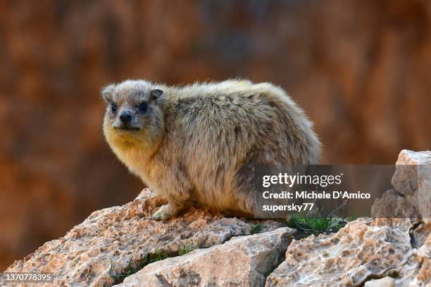 rock hyrax (procavia capensis) in a rocky desert canyon - rock hyrax stock pictures, royalty-free photos & images