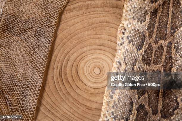 Python Colour Wood Python Floor Photos and Premium High Res Pictures - Getty Images