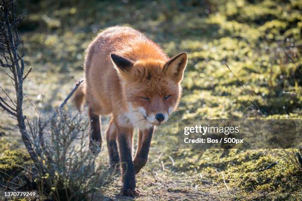 red fox,full length of red fox standing on field,amsterdamse waterleidingduinen ingang zandvoortselaan,netherlands - ingang 個照片及圖片檔