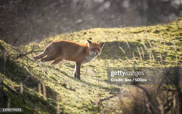 red fox,side view of red fox standing on field,amsterdamse waterleidingduinen ingang zandvoortselaan,netherlands - ingang fotografías e imágenes de stock