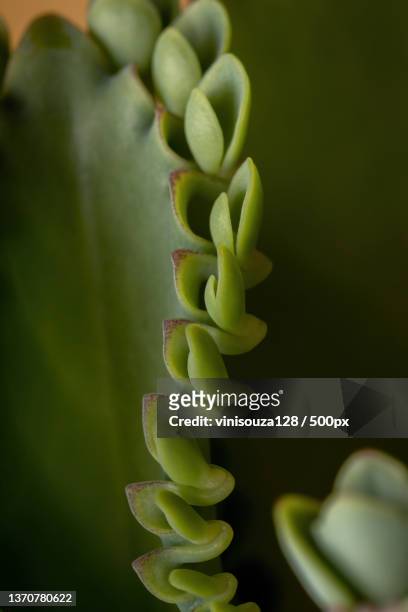 details of the leaves of a crasulaceous plant - kalanchoe stock pictures, royalty-free photos & images