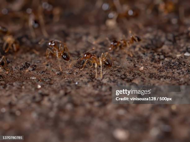 big headed ants,close-up of ants on field - fire ants stock-fotos und bilder