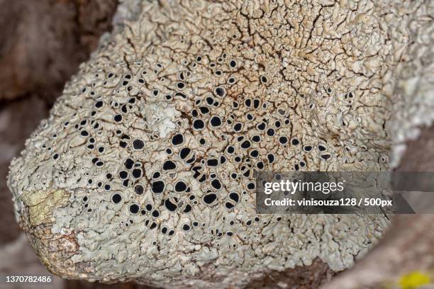 common lichen texture,close-up of fungus - physcia stock pictures, royalty-free photos & images
