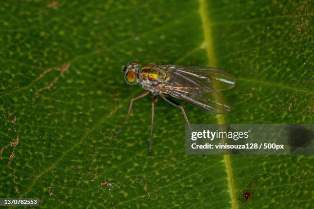 adult long-legged fly,close-up of dragonfly on leaf - dolichopodidae stock pictures, royalty-free photos & images