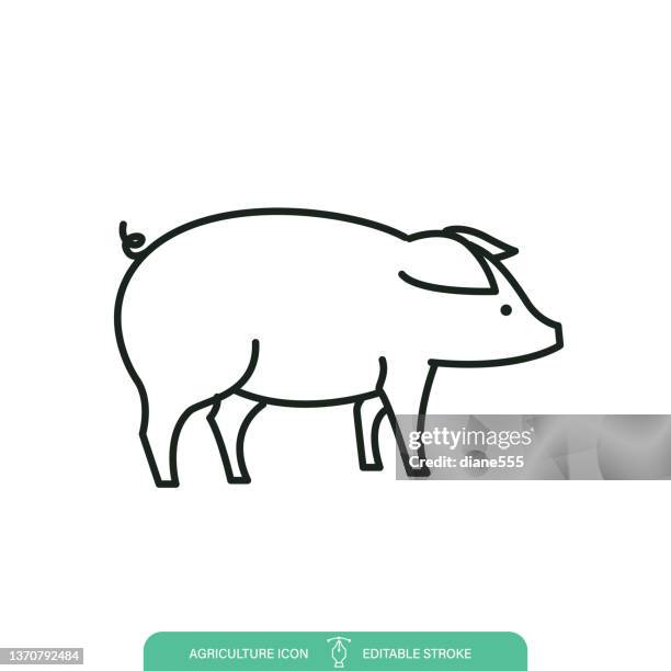 einfache schweinelandwirtschaftslinie auf transparentem hintergrund - livestock infograph stock-grafiken, -clipart, -cartoons und -symbole