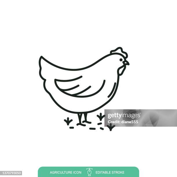 stockillustraties, clipart, cartoons en iconen met simple chicken agriculture line icon on a transparent background - livestock infograph