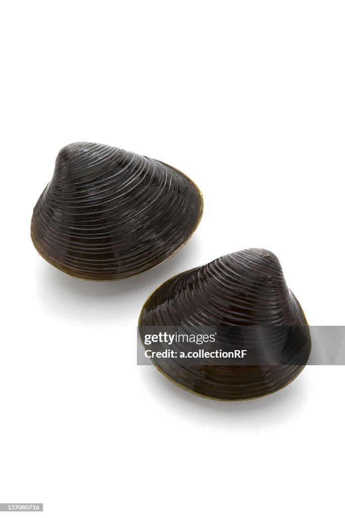 Freshwater clam