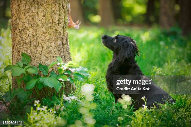 the dog is looking at the squirrel - squirrel imagens e fotografias de stock