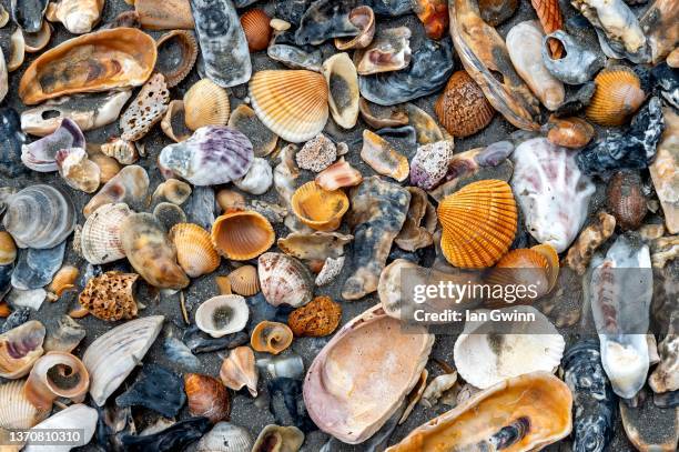 Colorful Single Shell 3,573 Colorful Shells Stock Photos, High-Res Pictures, and Images ...