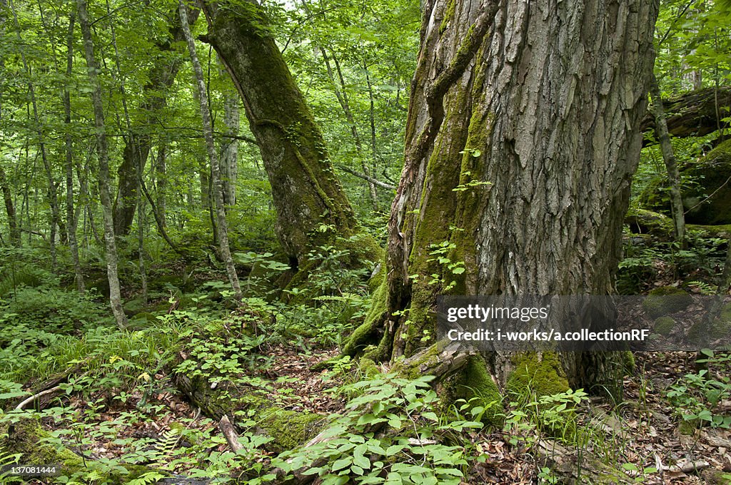 Forest in summer, Aomori Prefecture, Japan