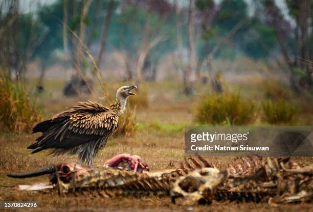 a griffon vulture (gyps fulvus) resting in a private nature reserve in thailand. - aas fressen stock-fotos und bilder