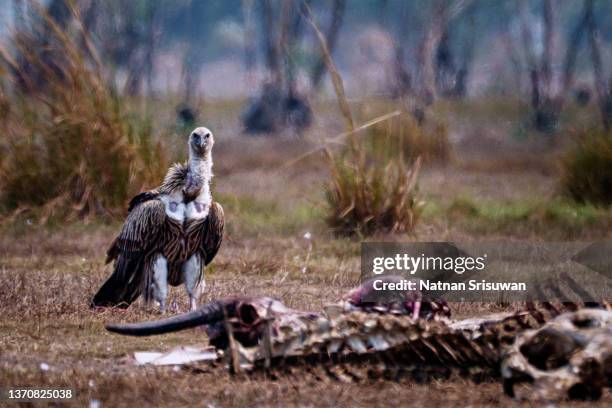 a griffon vulture (gyps fulvus) resting in a private nature reserve in thailand. - dead animal stock pictures, royalty-free photos & images