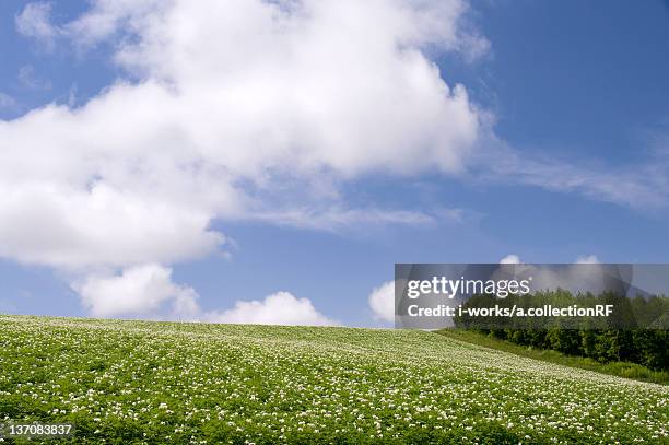 potato field, hokkaido prefecture, japan - hokkaido potato stock pictures, royalty-free photos & images