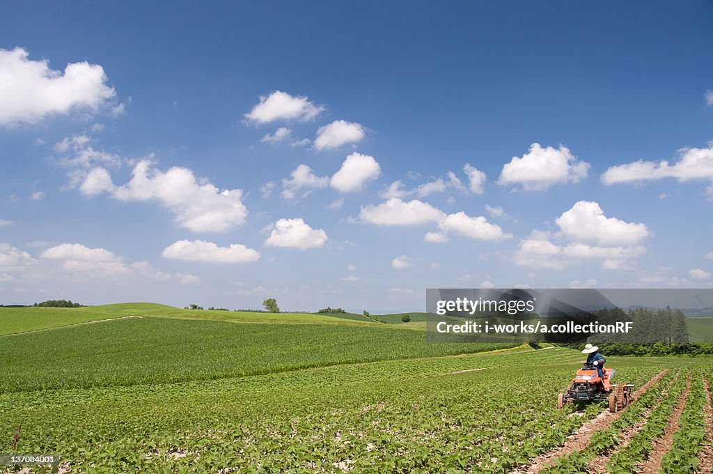 Potato field, Hokkaido Prefecture, Japan