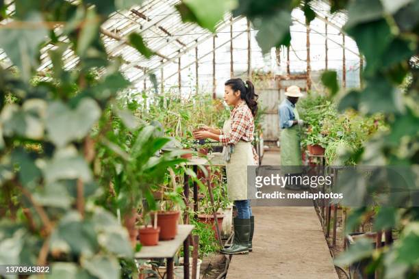 tiro longo horizontal de jovem e mulher trabalhando em casa de vidro cultivando várias plantas, controlando sua saúde e qualidade - pomar de laranja - fotografias e filmes do acervo