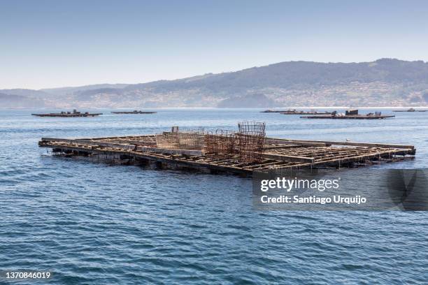 mussels rafts in ria of pontevedra - fish hatchery stock pictures, royalty-free photos & images