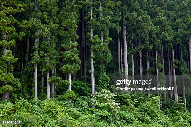 japanese cedar trees, fukushima prefecture, honshu, japan - cryptomeria japonica stock pictures, royalty-free photos & images