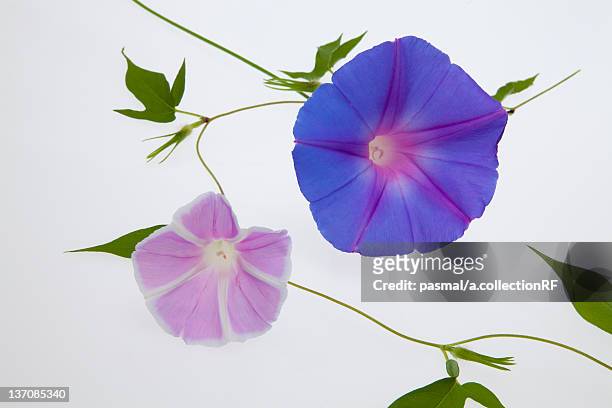 purple morning glory flowers - あさがお ストックフォトと画像