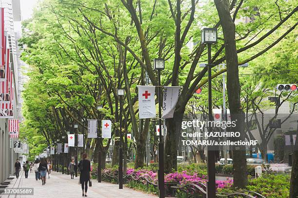 treelined avenue - omotesando tokio stock-fotos und bilder