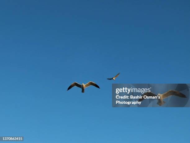 migratory birds at pakistani coastline - little egret (egretta garzetta) stock pictures, royalty-free photos & images