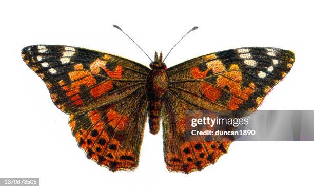 vanessa cardui, the painted lady butteryfly, wildlife art - painted lady butterfly isolated stock illustrations
