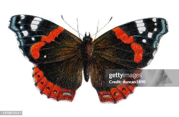 red admiral butterfly, vanessa atalanta, wildlife art - vanessa atalanta stock illustrations