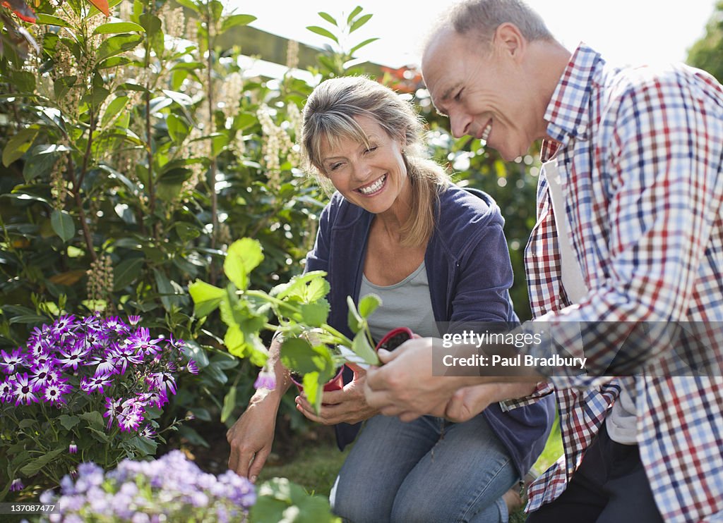 Senior couple planting in garden