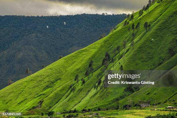 green hill on the shores of lake toba - lake toba sumatra stock pictures, royalty-free photos & images