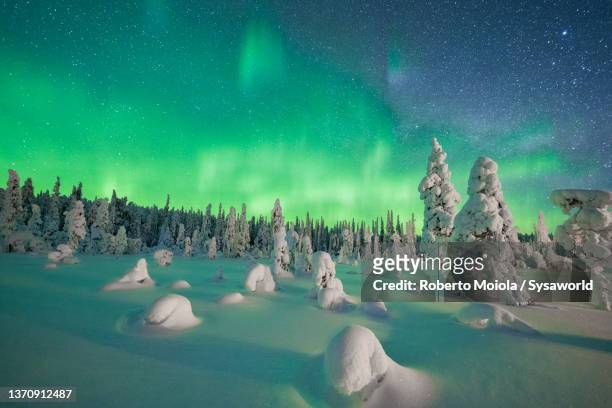 frozen trees covered with snow under norhtern lights - raufrost stock-fotos und bilder