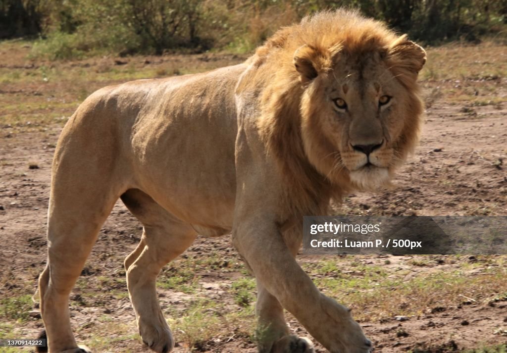 Portrait of lion standing on field,Masai Village,Kenya