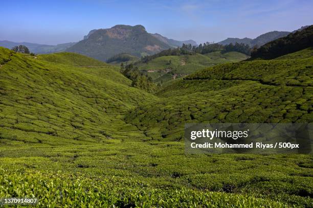 munnar landscape,scenic view of agricultural field against sky,munnar,kerala,india - munnar photos et images de collection
