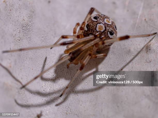 adult brown widow,close-up of spider on leaf - brown recluse spider stockfoto's en -beelden