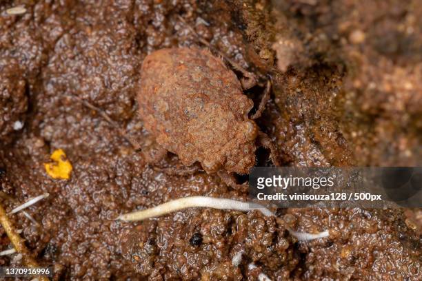 adult toad bug,close-up of lizard on rock - belostomatidae stock pictures, royalty-free photos & images