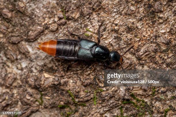 adult rove beetle,high angle view of insect on tree - asnillo fotografías e imágenes de stock