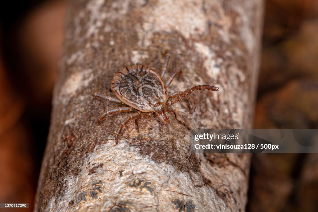 Male Adult Cayenne Tick,Close-up of spider on tree trunk