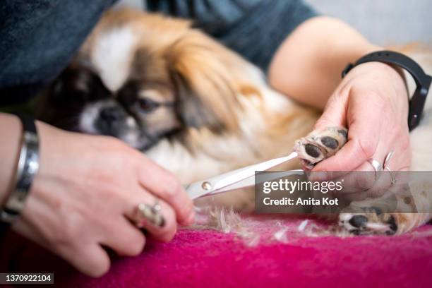 haircut of the dog - human hand pet paw stock pictures, royalty-free photos & images