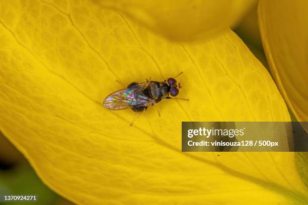 adult soldier fly,close-up of insect on yellow flower - housefly stock pictures, royalty-free photos & images