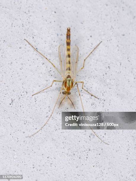 30 Midge Bites Stock Photos, High-Res Pictures, and Images - Getty Images