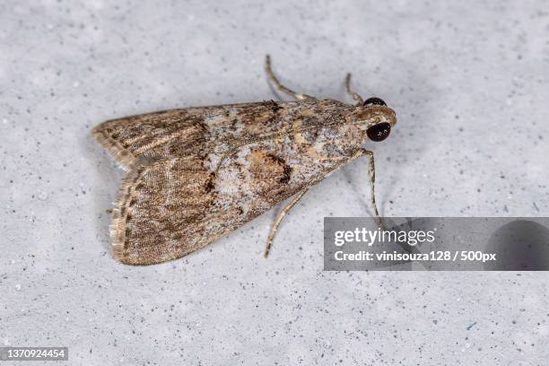 adult pyralid snout moth,high angle view of insect on floor - pyralid moth stockfoto's en -beelden