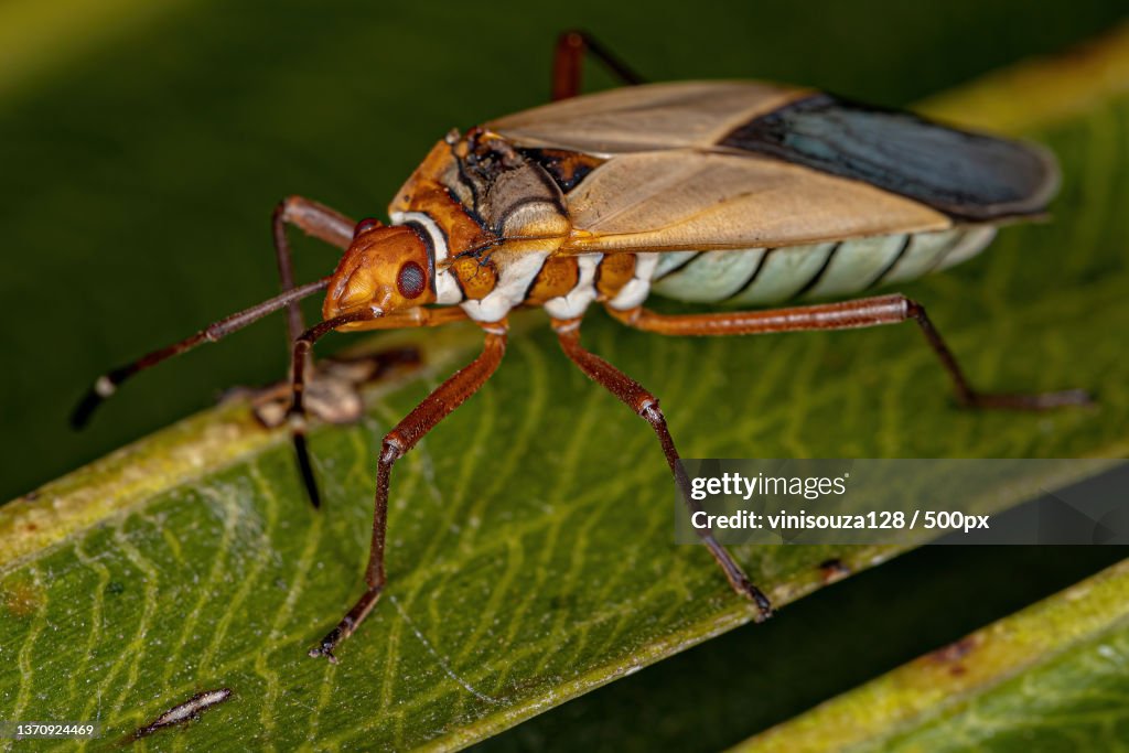Adult Cotton Stainer Bug,Close-up of insect on leaf